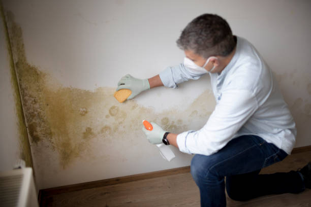 Best Mold Prevention Services  in Smithville, MO